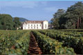 vineyards in Burgundy