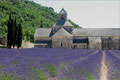 lavender fields in the Provence